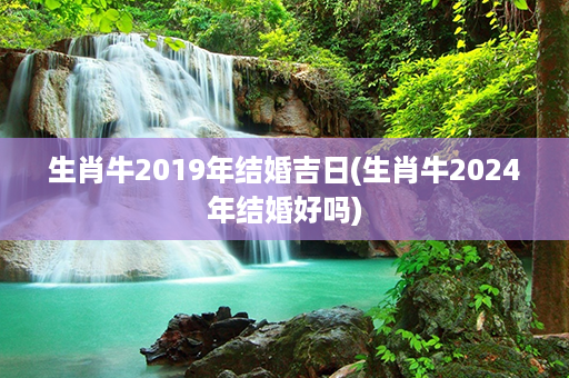 生肖牛2019年结婚吉日(生肖牛2024年结婚好吗)第1张-八字查询